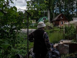 Опасный гость на даче: какое растение может обернуться штрафом в 700 000 р., а санкции зависят от ущерба